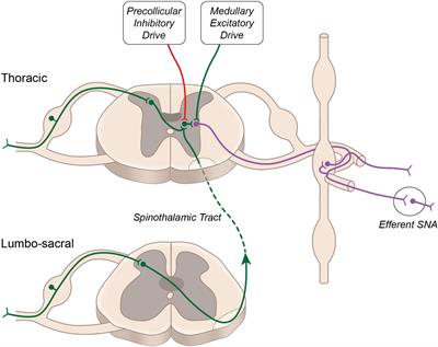 Spinal Reflex Control of Arterial Blood Pressure: The Role of TRP Channels and Their Endogenous Eicosanoid Modulators